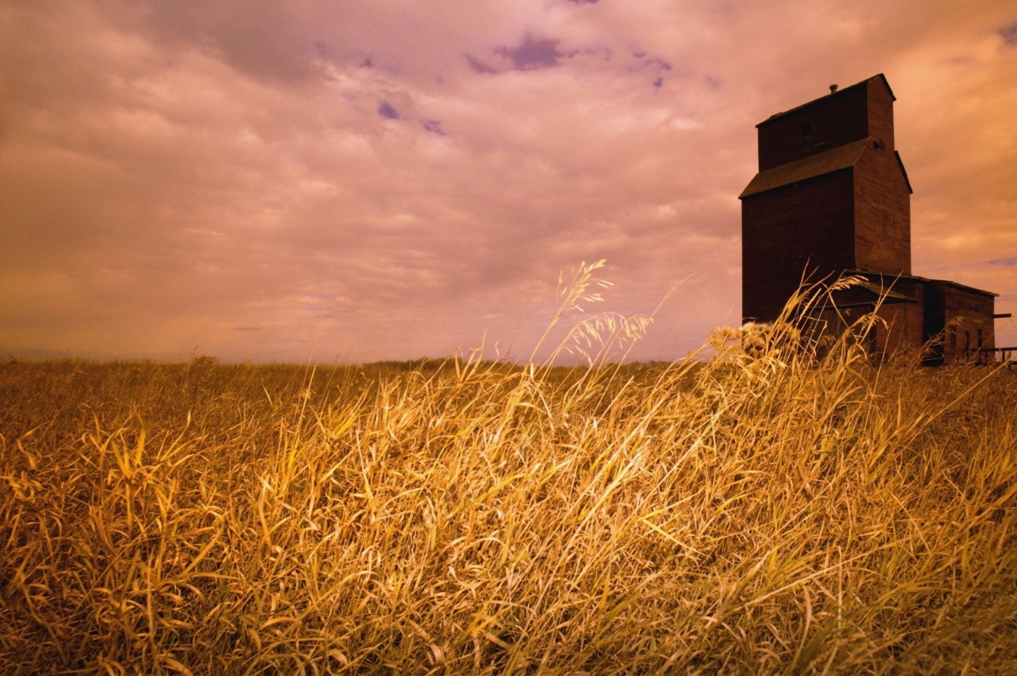 Grain Elevator And Crop Canvas Art - Darren Greenwood Design Pics (17 x 11)