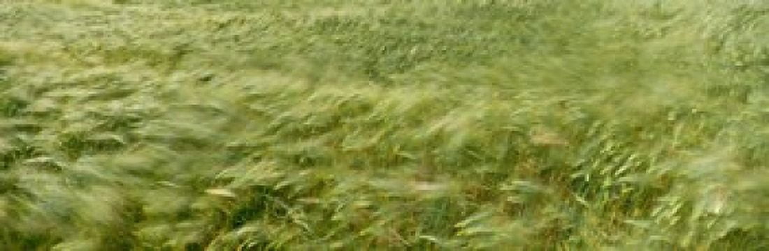 Grain Field In Wind (Near Lorelei) Germany Canvas Art - Panoramic Images (18 x 6)