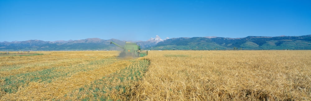 Grain harvest Grant Teton Mountains Idaho Canvas Art - Panoramic Images (27 x 9)