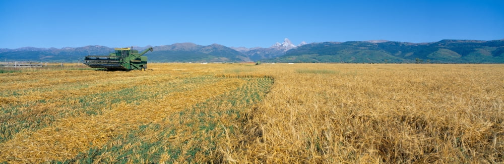Grain harvest Grant Teton Mountains Idaho Canvas Art - Panoramic Images (36 x 12)