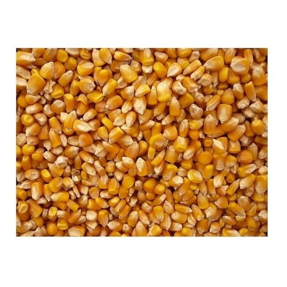 Bulk Grains Organic Yellow Popcorn - Single Bulk Item - 5LB