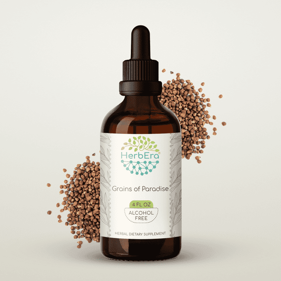 HerbEra Grains of Paradise Tincture, Herbal Dietary Supplement for Vitality Support, Grains of Paradise (Aframomum melegueta) Dried Seeds Extract, Natural, Alcohol-Free, Drops 4 oz