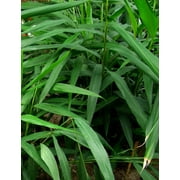 Grains of Paradise - Live Starter Plant in a 2 Inch Growers Pot - Aframomum Melegueta - Grow Your Own Edible Garden Spices Herbs