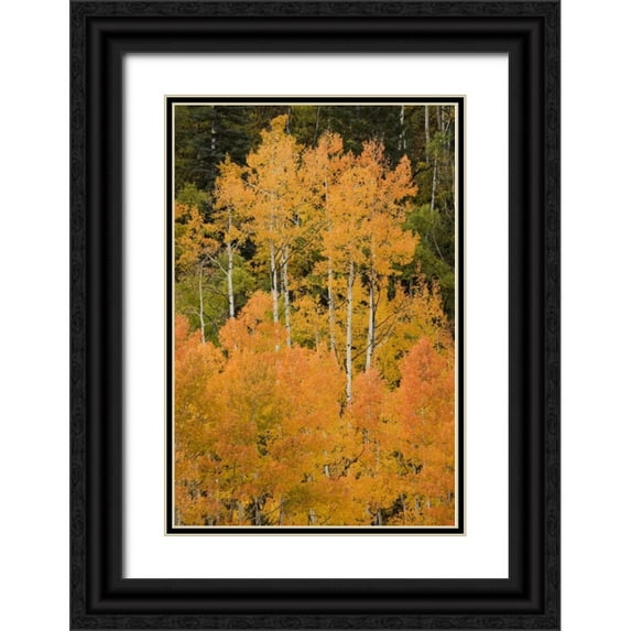 Grall, Don 11x14 Black Ornate Wood Framed with Double Matting Museum Art Print Titled - CO, Uncompahgre NF Grove of orange-tinged aspens