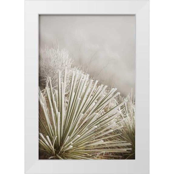 Grall, Don 11x14 White Modern Wood Framed Museum Art Print Titled - CO, Pike NF Soapweed yucca covered in hoarfrost