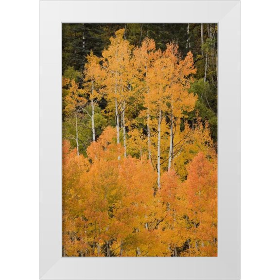 Grall, Don 11x14 White Modern Wood Framed Museum Art Print Titled - CO, Uncompahgre NF Grove of orange-tinged aspens