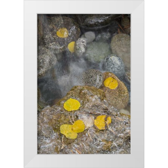 Grall, Don 11x14 White Modern Wood Framed Museum Art Print Titled - Colorado, Pike NF Aspen leaves on icy rocks