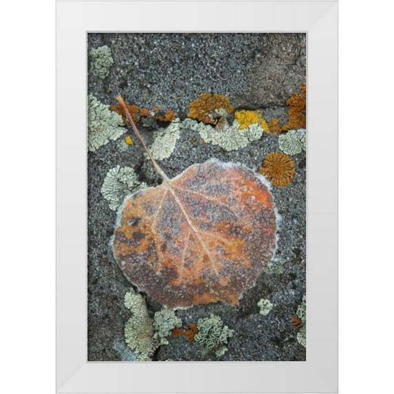 Grall, Don 11x14 White Modern Wood Framed Museum Art Print Titled - Colorado, Uncompahgre NF Rindrops on aspen leaf