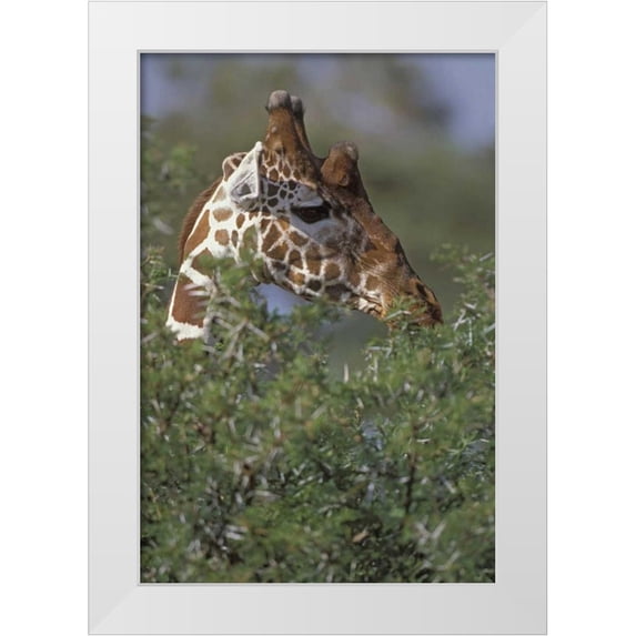Grall, Don 11x14 White Modern Wood Framed Museum Art Print Titled - Kenya, Samburu NP A reticulated giraffe