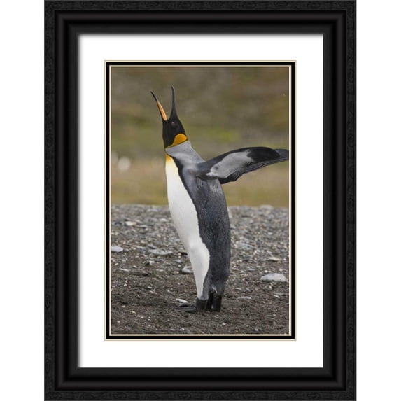 Grall, Don 13x18 Black Ornate Wood Framed with Double Matting Museum Art Print Titled - Antarctica, Salisbury Plain King penguin trumpts