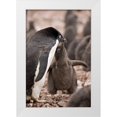 thumbnail image 1 of Grall, Don 13x18 White Modern Wood Framed Museum Art Print Titled - Antarctica, Adelie penguin chick begs for food, 1 of 4