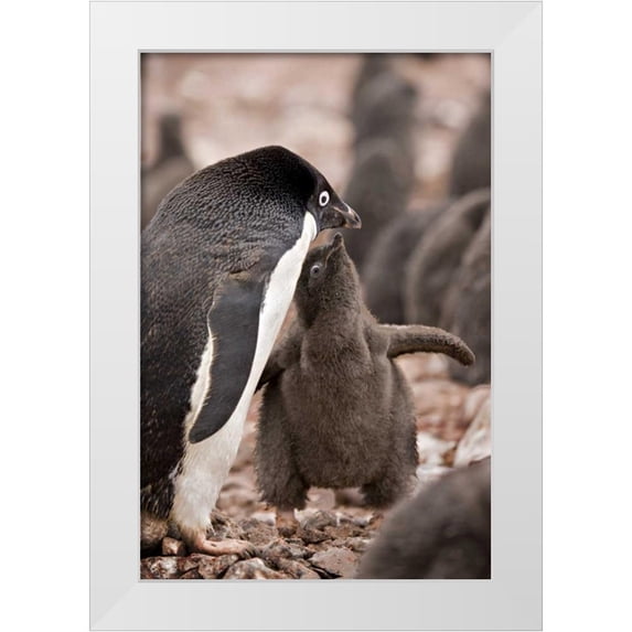 Grall, Don 13x18 White Modern Wood Framed Museum Art Print Titled - Antarctica, Adelie penguin chick begs for food