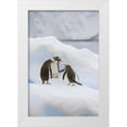 thumbnail image 1 of Grall, Don 13x18 White Modern Wood Framed Museum Art Print Titled - Antarctica, Neko Harbor Gentoo penguins quabble, 1 of 4