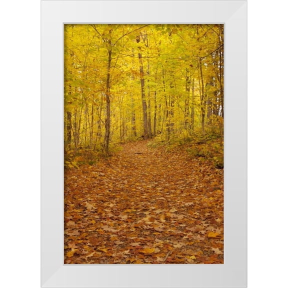 Grall, Don 13x18 White Modern Wood Framed Museum Art Print Titled - Michigan Fallen maple leaves on trail