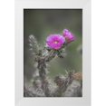 thumbnail image 1 of Grall, Don 13x18 White Modern Wood Framed Museum Art Print Titled - USA, Colorado Tree cholla cactus in bloom, 1 of 4