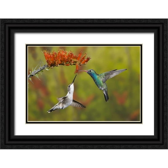 Grall, Don 14x11 Black Ornate Wood Framed with Double Matting Museum Art Print Titled - AZ, Sonoran Desert Hummingbird share an ocotillo