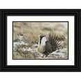 thumbnail image 1 of Grall, Don 14x11 Black Ornate Wood Framed with Double Matting Museum Art Print Titled - CO, North Park Greater sage grouse in display, 1 of 4