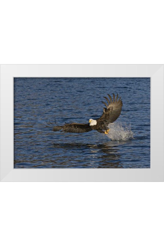 Grall, Don 14x11 White Modern Wood Framed Museum Art Print Titled - AK, Kachemak Bay SP, Bald eagle with fish