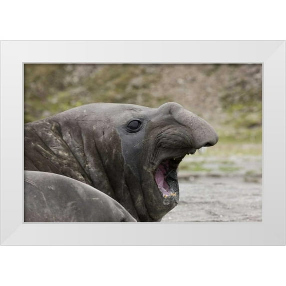 Grall, Don 14x11 White Modern Wood Framed Museum Art Print Titled - Antarctica, St Andrews Southern Elephant Seal