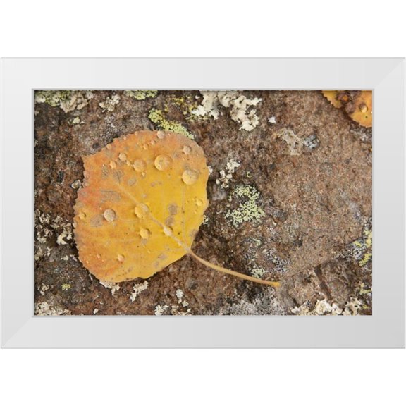 Grall, Don 14x11 White Modern Wood Framed Museum Art Print Titled - CO, Gunnison NF Aspen leaf and lichen on rock