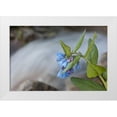 thumbnail image 1 of Grall, Don 14x11 White Modern Wood Framed Museum Art Print Titled - CO Mountain bluebells beside a rushing creek, 1 of 4