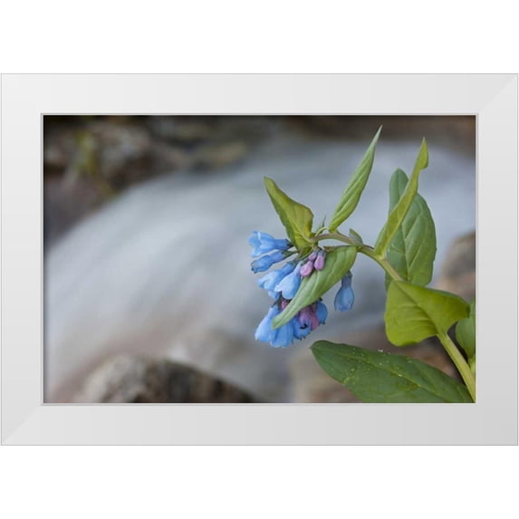 Grall, Don 14x11 White Modern Wood Framed Museum Art Print Titled - CO Mountain bluebells beside a rushing creek