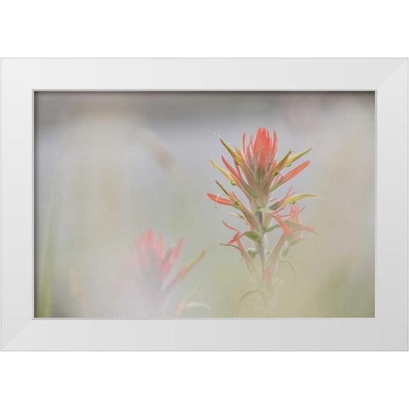 Grall, Don 14x11 White Modern Wood Framed Museum Art Print Titled - CO, Pike NF Indian paintbrush in foggy meadow