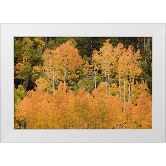 Grall, Don 14x11 White Modern Wood Framed Museum Art Print Titled - CO, Uncompahgre NF Grove of orange-tinged aspens