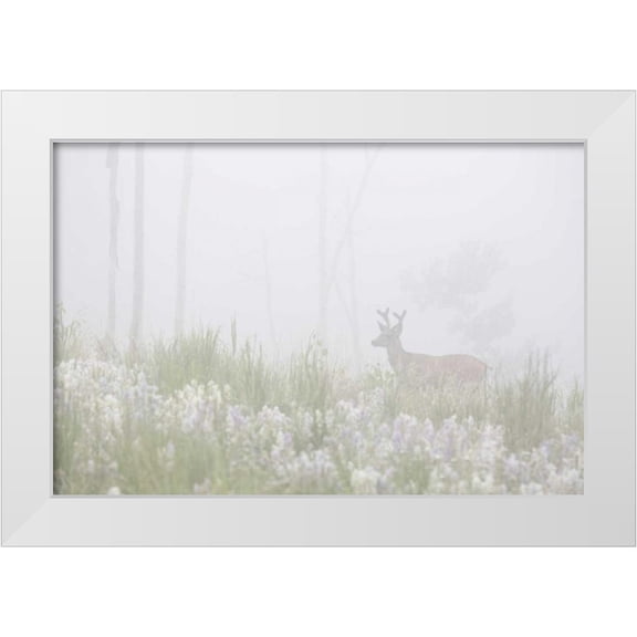 Grall, Don 14x11 White Modern Wood Framed Museum Art Print Titled - Colorado, Pike NF A mule deer in foggy meadow