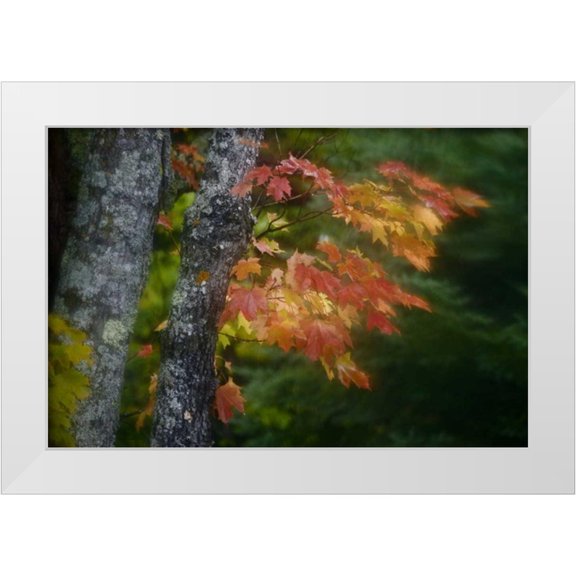 Grall, Don 14x11 White Modern Wood Framed Museum Art Print Titled - Michigan Autumn colors of maple leaves