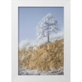 thumbnail image 1 of Grall, Don 17x24 White Modern Wood Framed Museum Art Print Titled - Colorado, Pike NF Hoarfrost on trees and grass, 1 of 4