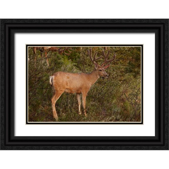 Grall, Don 18x13 Black Ornate Wood Framed with Double Matting Museum Art Print Titled - CO, Pike NF Mule deer buck with velvet antlers