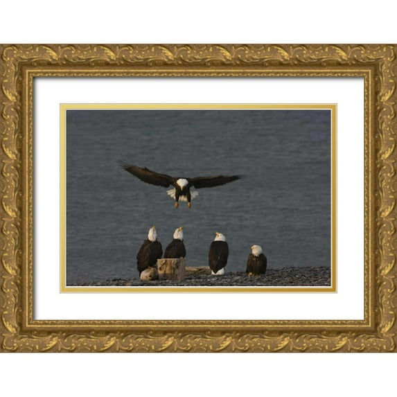 Grall, Don 18x13 Gold Ornate Wood Framed with Double Matting Museum Art Print Titled - AK, Kachemak Bay, Homer Spit Bald eagle landing