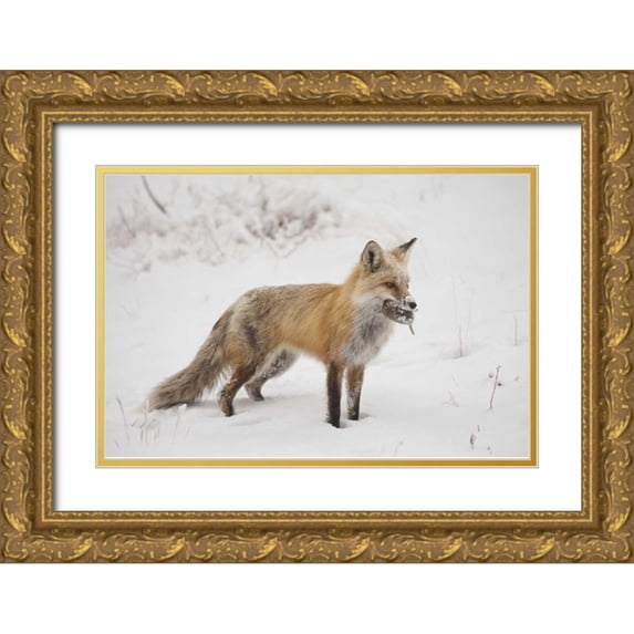 Grall, Don 18x13 Gold Ornate Wood Framed with Double Matting Museum Art Print Titled - Colorado, Pike NF Red fox carrying meadow vole
