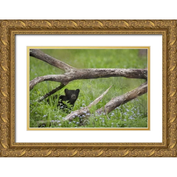 Grall, Don 18x13 Gold Ornate Wood Framed with Double Matting Museum Art Print Titled - Tennessee, Great Smoky Mts Black bear cub
