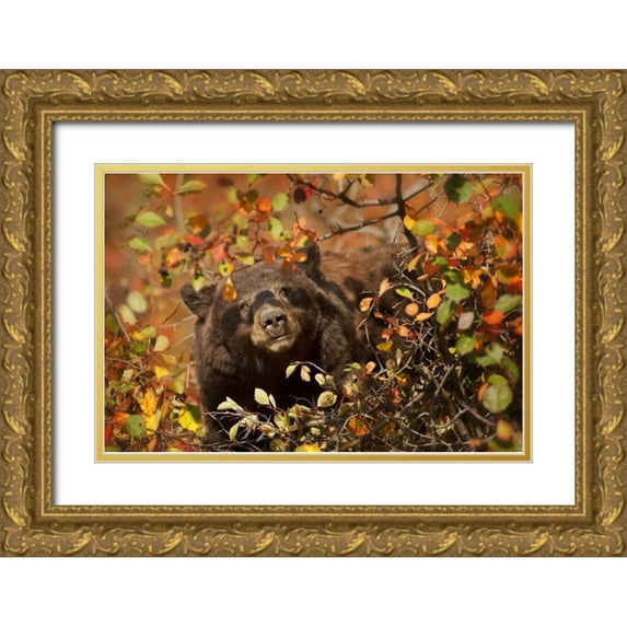 Grall, Don 18x13 Gold Ornate Wood Framed with Double Matting Museum Art Print Titled - WY, Grand Tetons Black bear foraging for berries