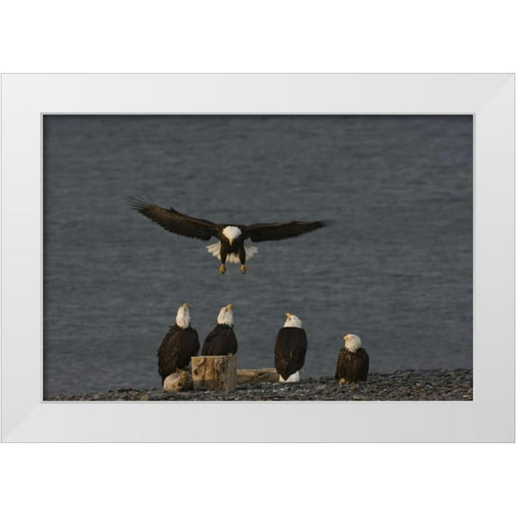 Grall, Don 18x13 White Modern Wood Framed Museum Art Print Titled - AK, Kachemak Bay, Homer Spit Bald eagle landing