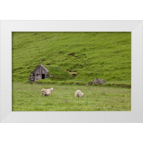 Grall, Don 18x13 White Modern Wood Framed Museum Art Print Titled - Iceland, Skogar Icelandic sheep by a hut