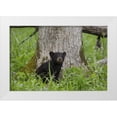 thumbnail image 1 of Grall, Don 18x13 White Modern Wood Framed Museum Art Print Titled - TN, Great Smoky Mts Black bear cub next to tree, 1 of 4