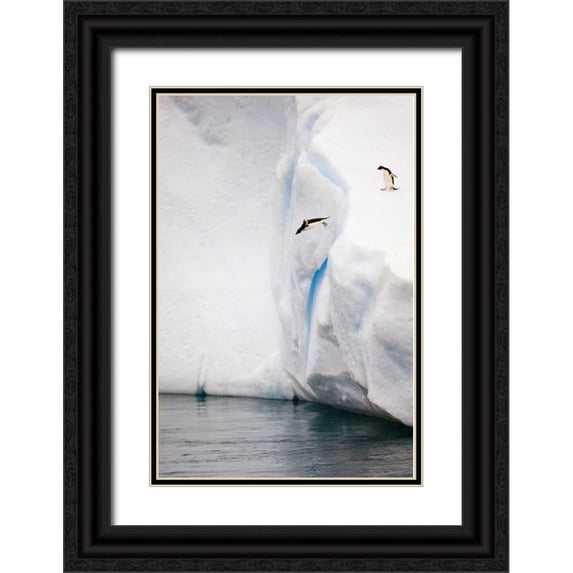 Grall, Don 23x32 Black Ornate Wood Framed with Double Matting Museum Art Print Titled - Antarctica Adelie penguin diving off an iceberg