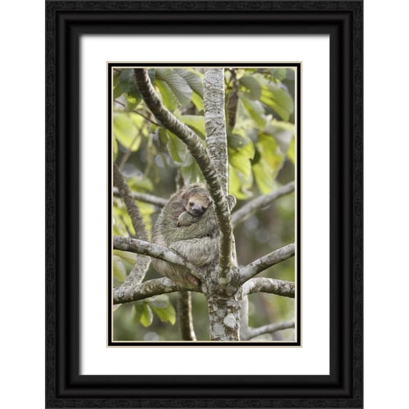 Grall, Don 23x32 Black Ornate Wood Framed with Double Matting Museum Art Print Titled - Costa Rica Three-toed sloth rests in a tree
