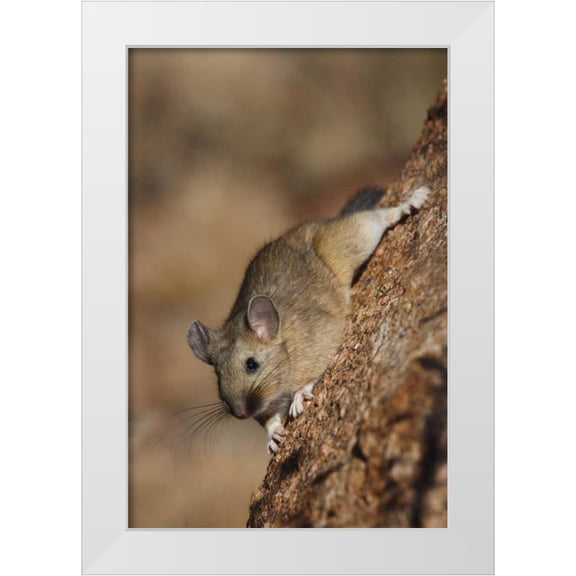 Grall, Don 23x32 White Modern Wood Framed Museum Art Print Titled - CO, Pike NF Bushy-tailed woodrat on a tree