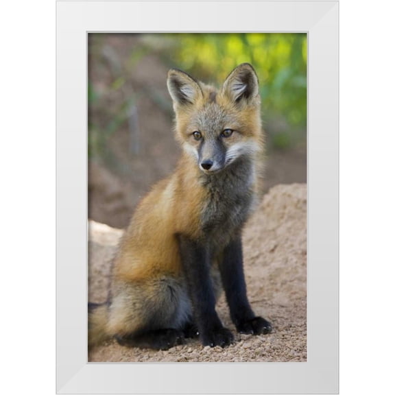 Grall, Don 23x32 White Modern Wood Framed Museum Art Print Titled - Colorado, Pike NF Red fox kit near den site