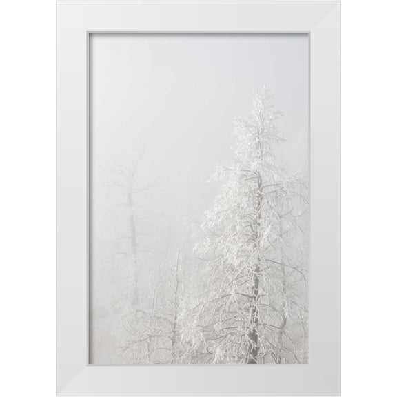 Grall, Don 23x32 White Modern Wood Framed Museum Art Print Titled - Colorado, Pike NF Trees with hoarfrost in fog