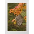 thumbnail image 1 of Grall, Don 23x32 White Modern Wood Framed Museum Art Print Titled - MI, Bald-faced hornet nest in a maple tree, 1 of 4