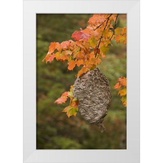 Grall, Don 23x32 White Modern Wood Framed Museum Art Print Titled - MI, Bald-faced hornet nest in a maple tree