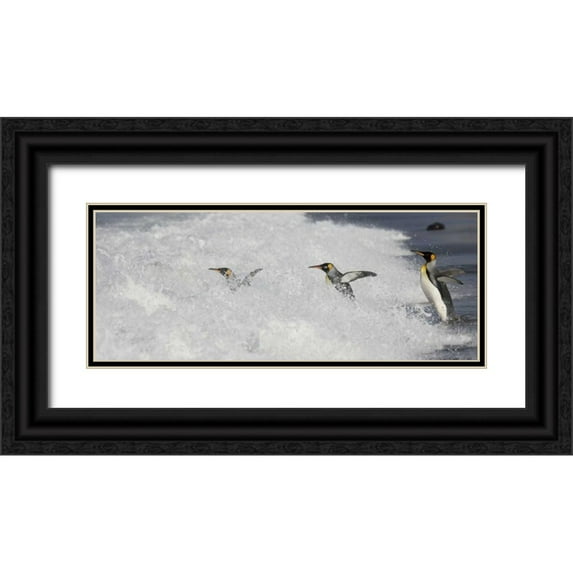 Grall, Don 24x12 Black Ornate Wood Framed with Double Matting Museum Art Print Titled - Antarctica King penguins enter surf one by one