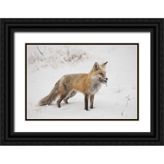 Grall, Don 24x17 Black Ornate Wood Framed with Double Matting Museum Art Print Titled - Colorado, Pike NF Red fox carrying meadow vole