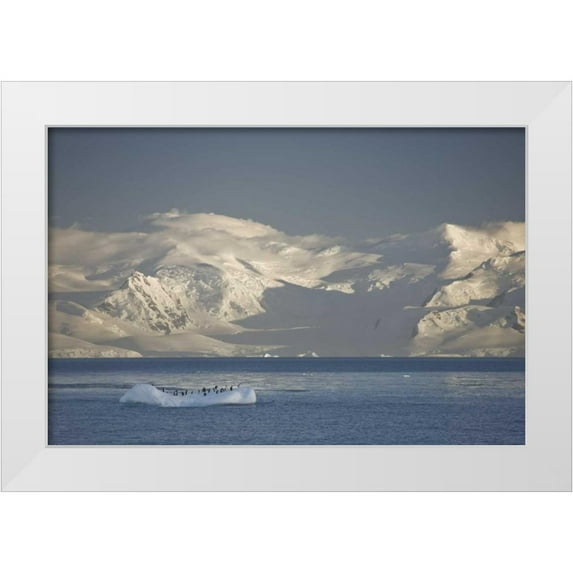 Grall, Don 24x17 White Modern Wood Framed Museum Art Print Titled - Antarctica, Gentoo penguins on an iceberg