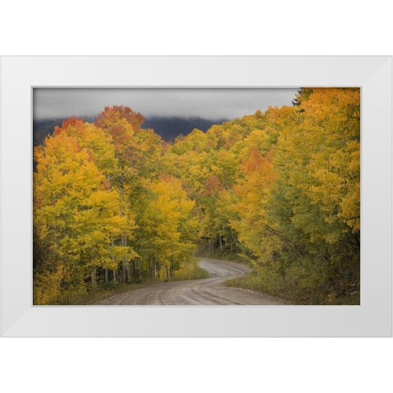Grall, Don 24x17 White Modern Wood Framed Museum Art Print Titled - CO, San Juan NF Autumn aspen trees and road
